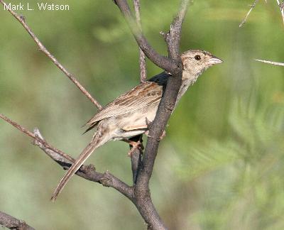 Cassin's Sparrow