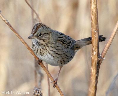 Lincoln's Sparrow