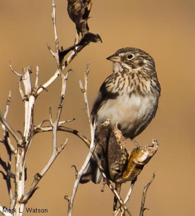 Vesper Sparrow