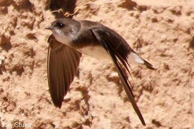 Bank Swallow