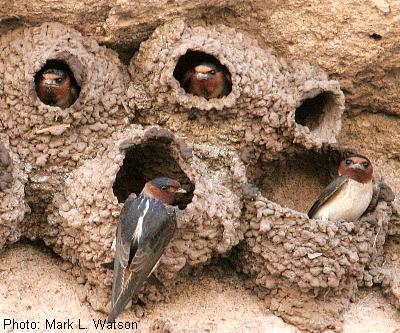 Cliff Swallow