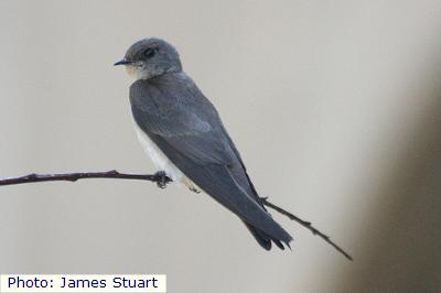 Northern Rough-Winged Swallow