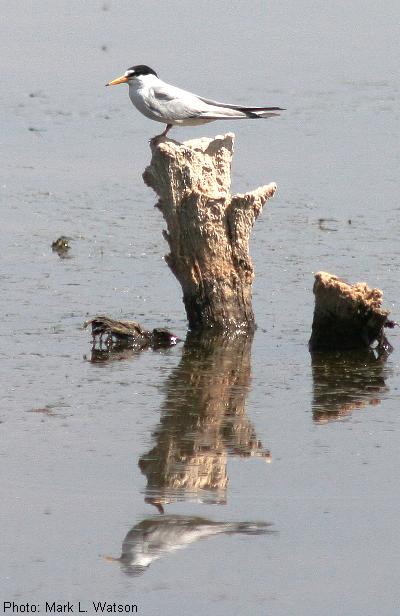 Interior Least Tern