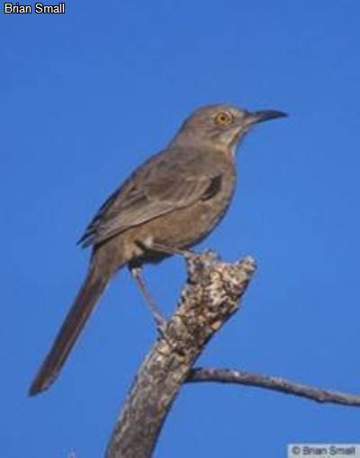 Bendire's Thrasher