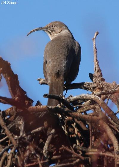 Crissal Thrasher