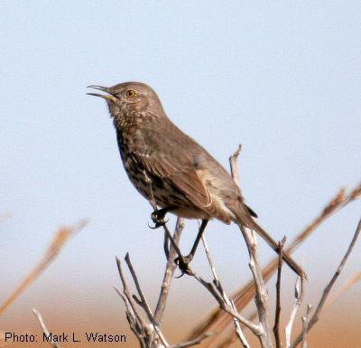 Sage Thrasher