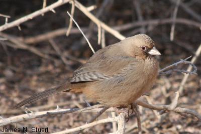 Abert's Towhee