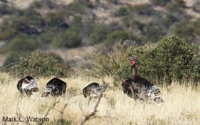 Gould's Wild Turkey