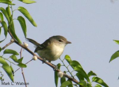 Bell's Vireo