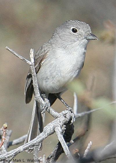 Gray Vireo