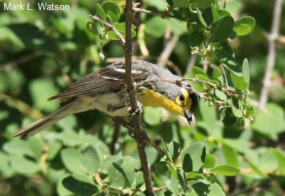 Grace's Warbler