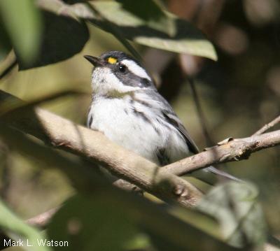 Black-Throated Gray Warbler