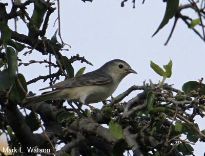 Lucy's Warbler