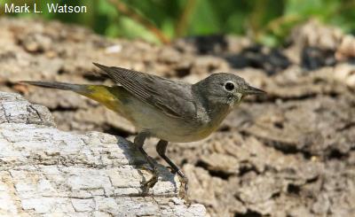 Virginia's Warbler