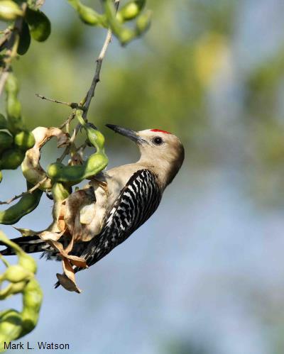 Gila Woodpecker