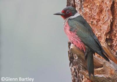 Lewis's Woodpecker