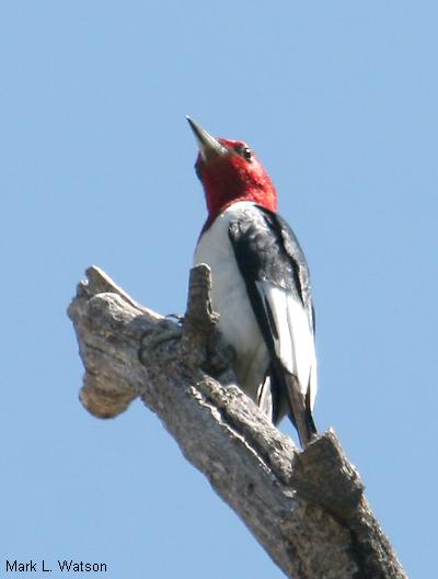 Red-Headed Woodpecker