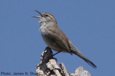 Bewick's Wren