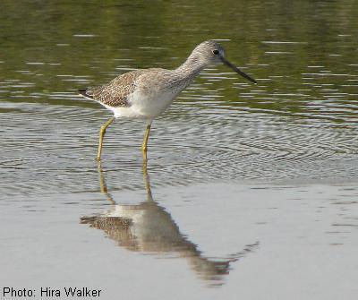 Greater Yellowlegs