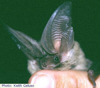 Allen's Big-Eared Bat
