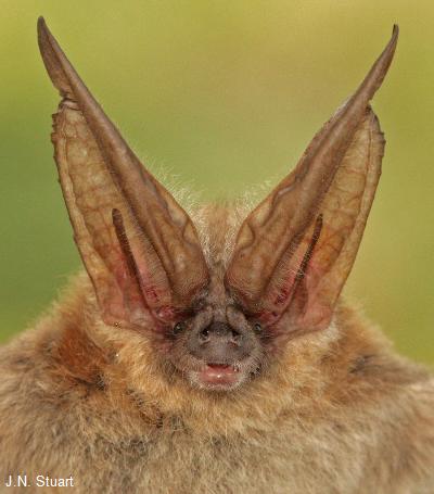 Pale Townsend's Big-Eared Bat
