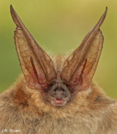 Townsend's Big-Eared Bat