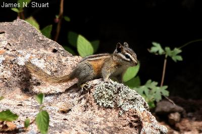 Chuska Mountain Chipmunk