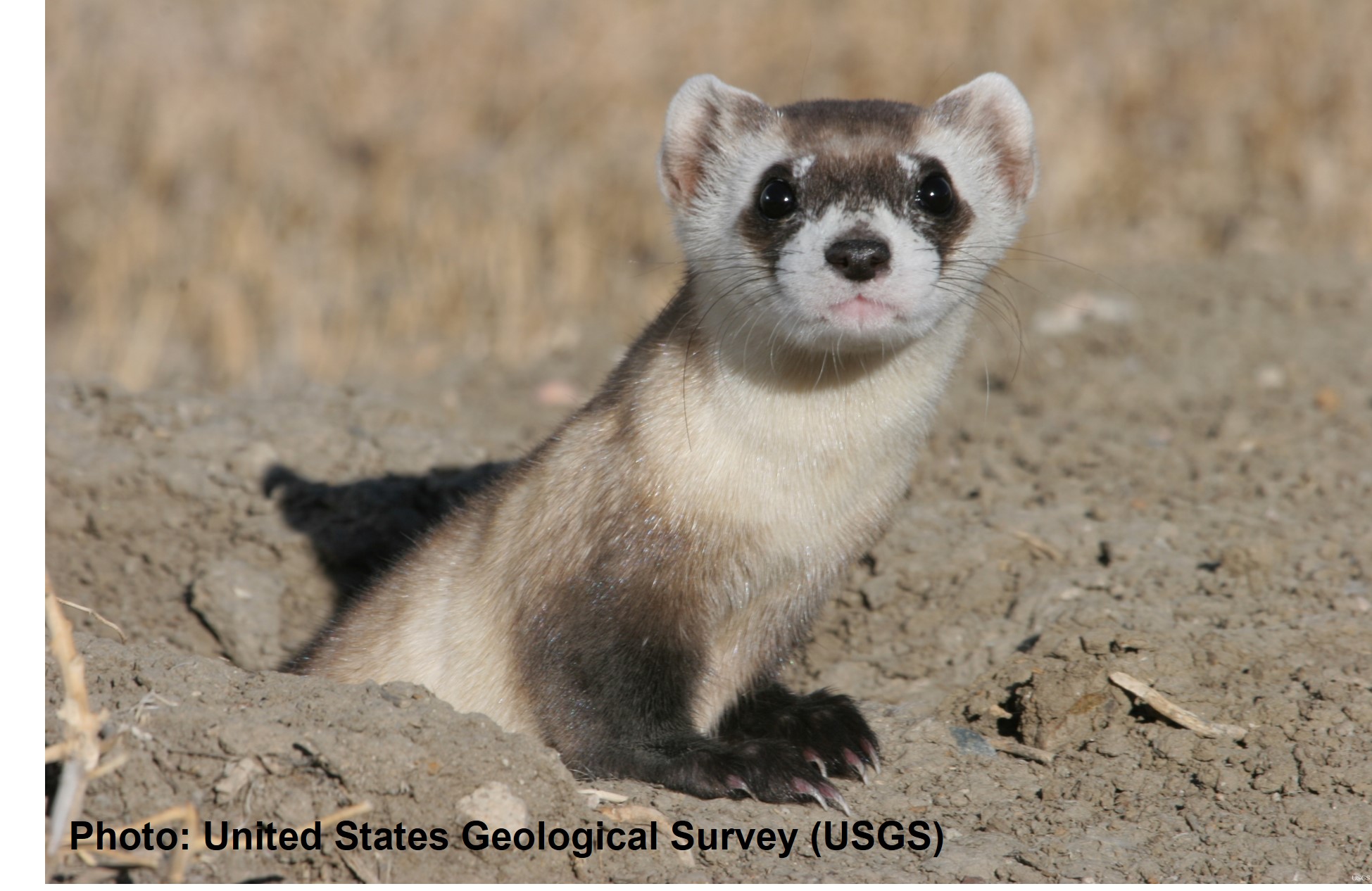 Black-Footed Ferret