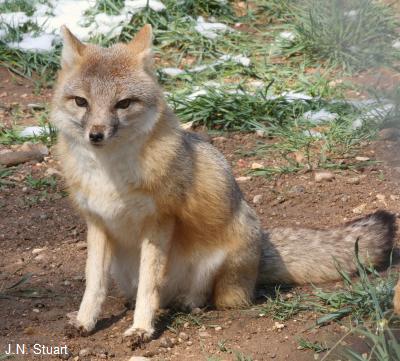 Swift Fox