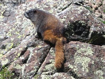 Yellow-Bellied Marmot