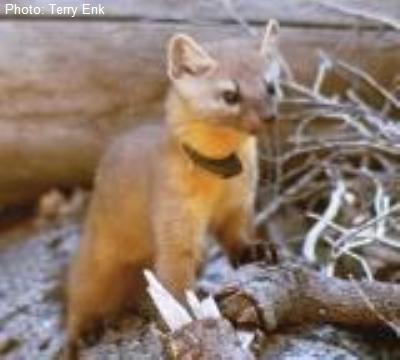 Pacific Marten