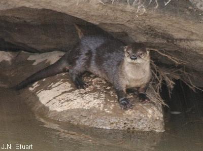 Northern River Otter