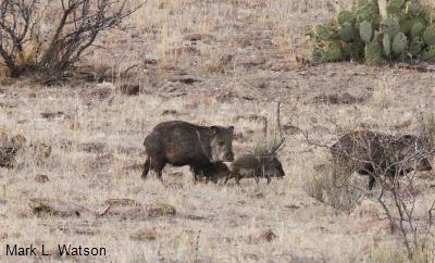 Collared Peccary