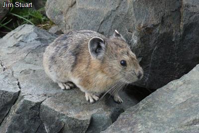 American Pika