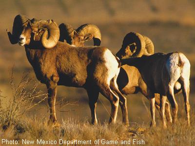 Desert Bighorn Sheep