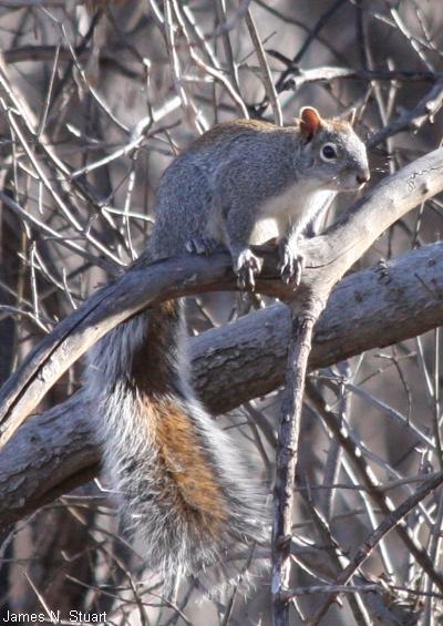 Arizona Gray Squirrel