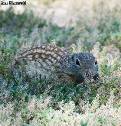 Mexican Ground Squirrel