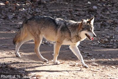 Mexican Wolf