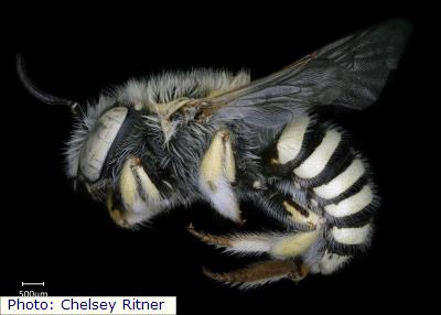 Sand Dune Wool-carder Bee