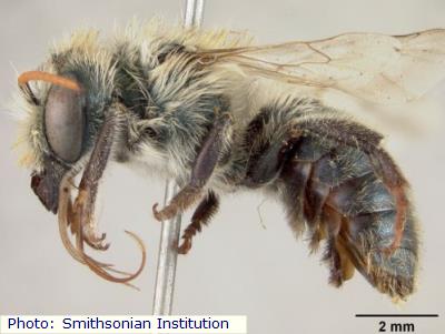 Watson's Mason Bee