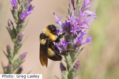Southern Plains Bumble Bee