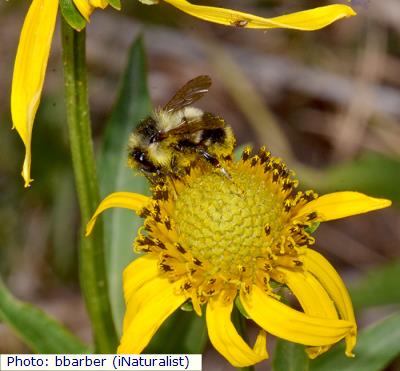 Cockerell's Bumble Bee