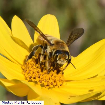 Mighty Leaf-cutter Bee