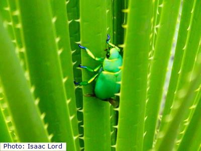 Wood's Jewel Beetle