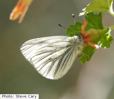 Sierra Blanca Margined White
