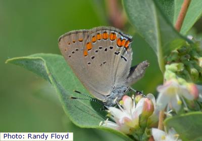 Sacramento Mountains Coral Hairstreak