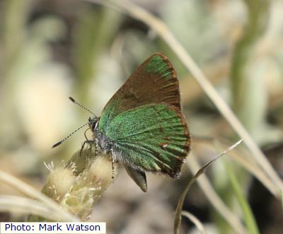 Sacramento Mountains Western Green Hairstreak