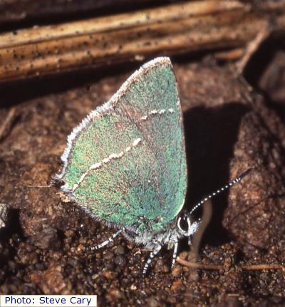 Sacramento Mountains 'White-lined' Hairstreak