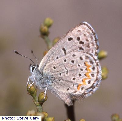 New Mexico Desert Blue