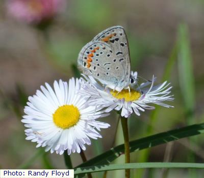 Pinyon-Juniper Spalding's Blue